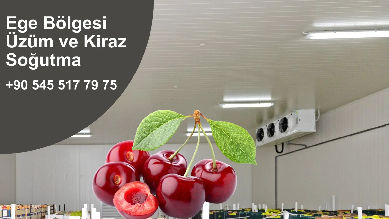 Ege Bölgesi Üzüm ve Kiraz Soğutma