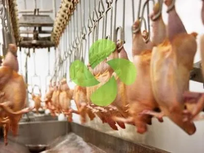 Tavuk Kesimhane ve İşleme Tesisleri