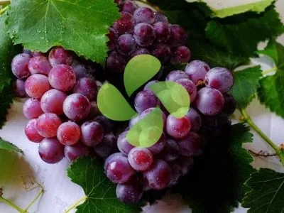 Üzüm Soğuk Hava Deposu