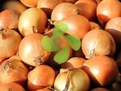 Soğan Soğuk Hava Deposu