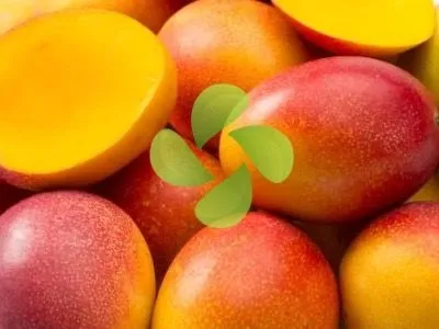 Mango Soğuk Hava Deposu