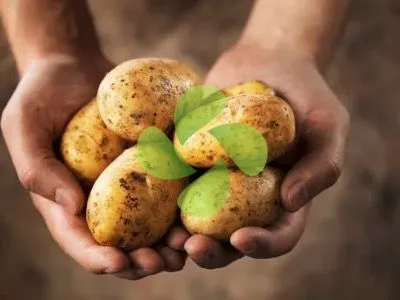 Patates Soğuk Hava Deposu