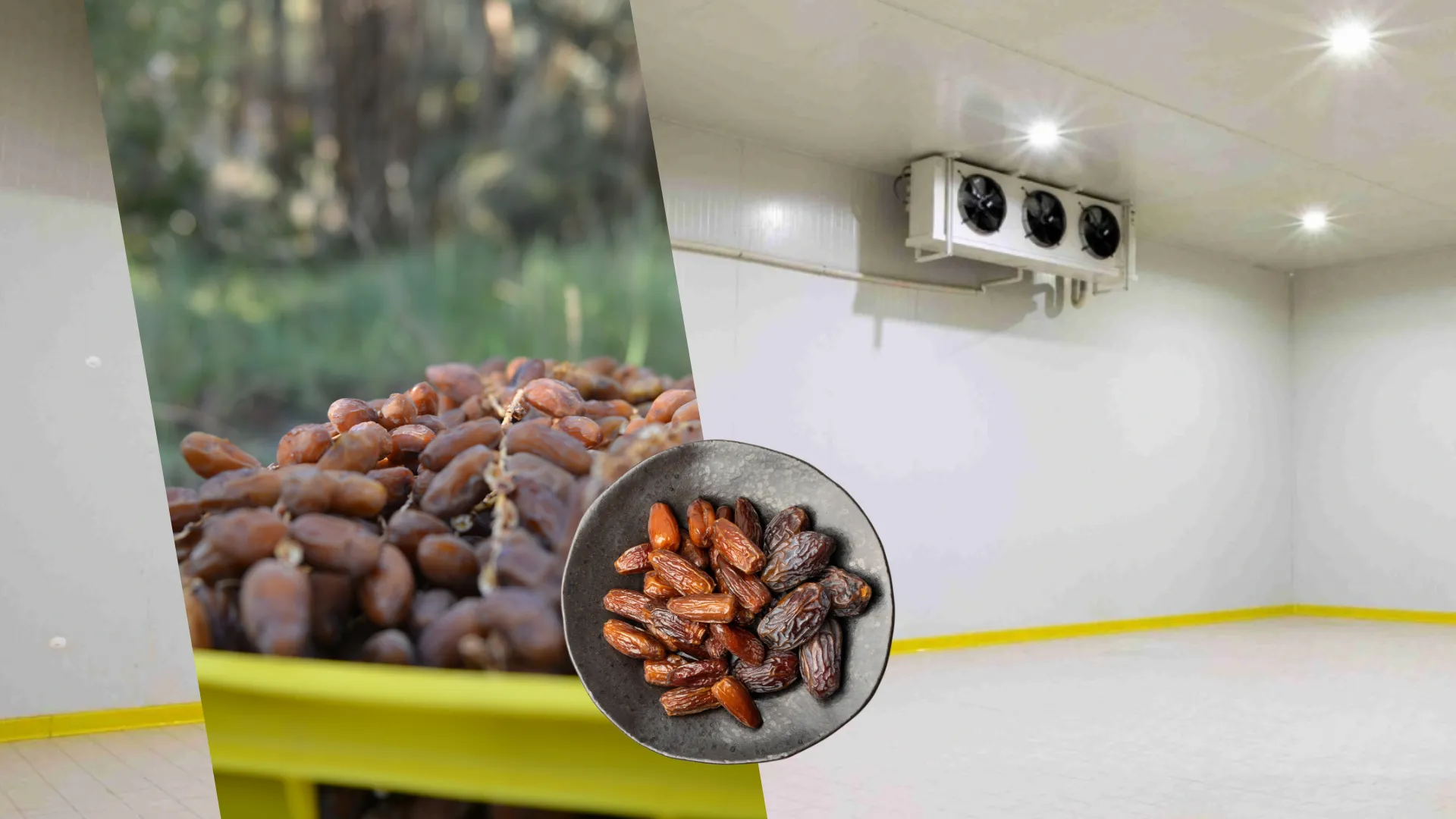 Hurmaların Soğuk Hava Koşullarında Depolanması