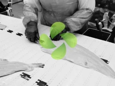 Balık İşleme Tesisi