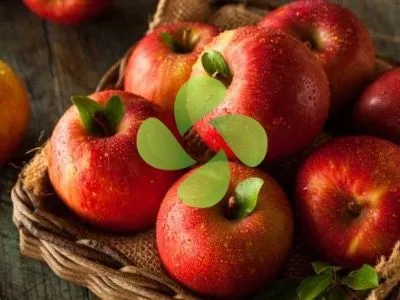 Elma Soğuk Hava Deposu