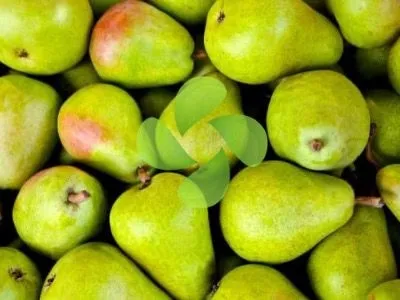 Armut Soğuk Hava Deposu