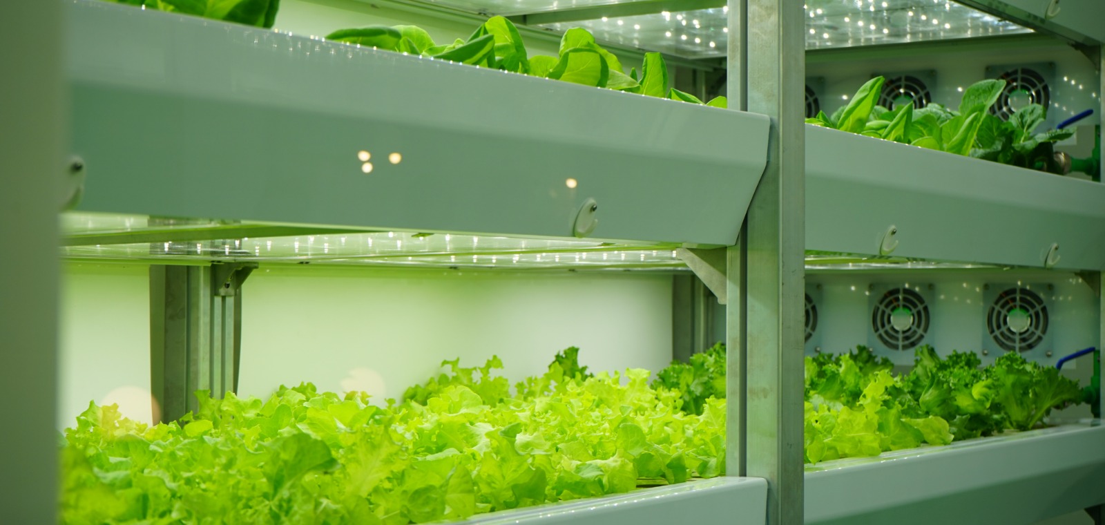 Yeni Nesil Bitki Üretim Tesisleri